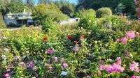Singlereise Kanada - Butchart Gardens auf Vancouver Island &ndash; &copy; Franziska Bergmann (Eberhardt TRAVEL)