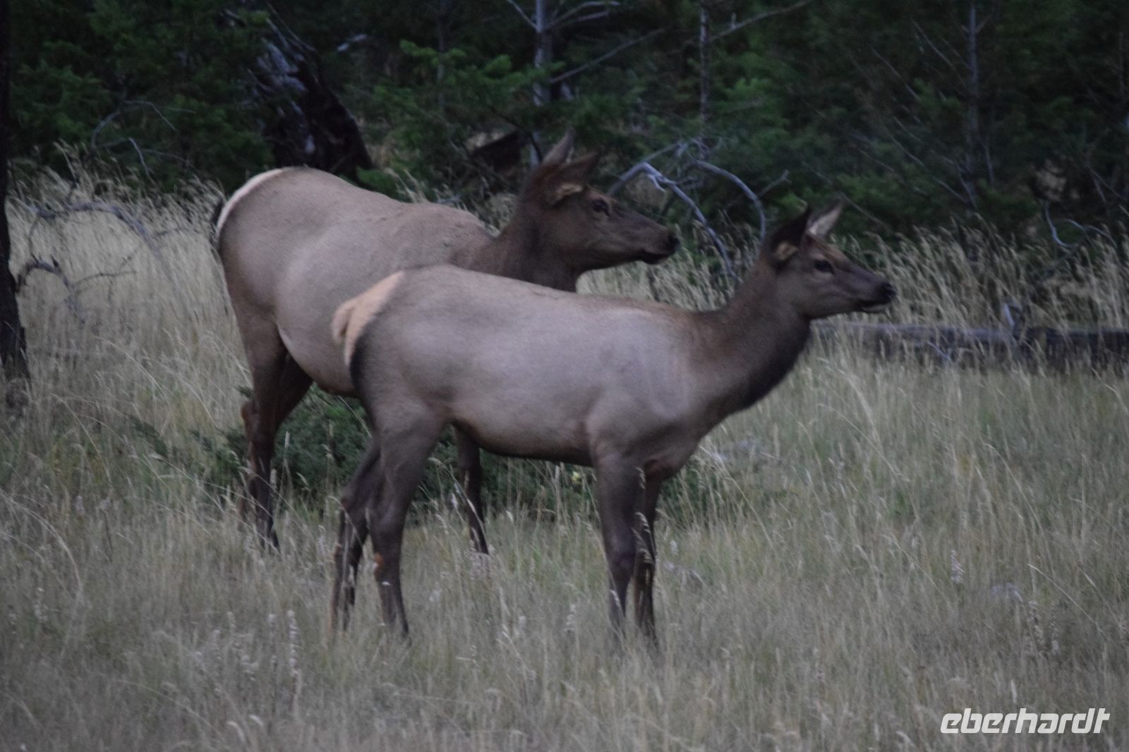 Wapiti-Kühe  &ndash; &copy; Gunter Looß (Eberhardt TRAVEL)
