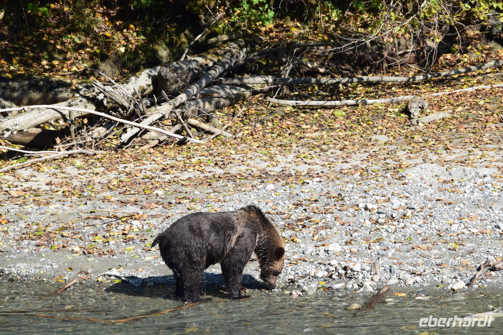 Grizzly am Bach &ndash; &copy; Gunter Looß (Eberhardt TRAVEL)