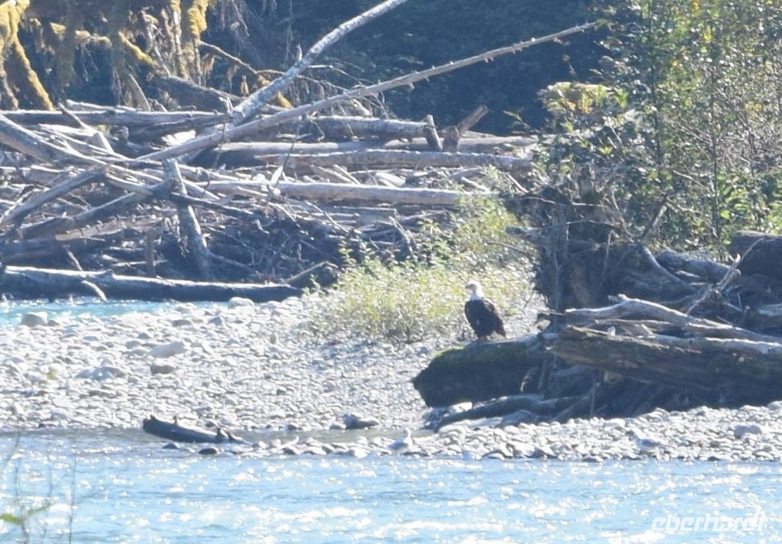 Weißkopfseeadler &ndash; &copy; Gunter Looß (Eberhardt TRAVEL)