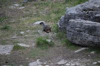 Marmot - Murmeltier &ndash; &copy; Gunter Looß (Eberhardt TRAVEL)