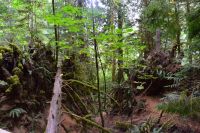MacMillan Provincialpark &ndash; &copy; Gunter Looß (Eberhardt TRAVEL)