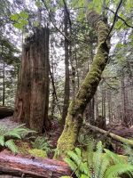 Shannon Falls (3) &ndash; &copy; Thomas Krupp (Eberhardt TRAVEL)