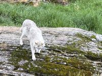 Tiere im Parc Omega (5) &ndash; &copy; Thomas Krupp (Eberhardt TRAVEL)