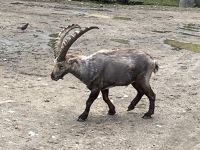 Tiere im Parc Omega (6) &ndash; &copy; Thomas Krupp (Eberhardt TRAVEL)