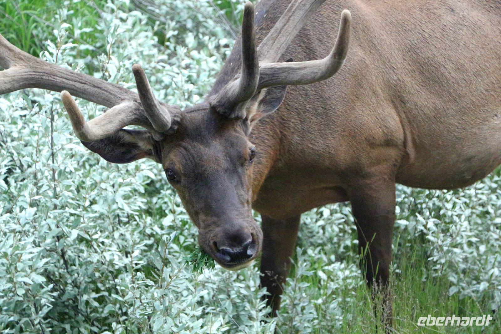Wapiti-Hirsch bei Jasper &ndash; &copy; Kristin Weigel (Eberhardt TRAVEL)