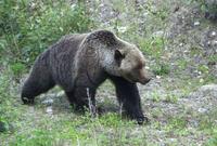 Wilder Grizzly-Bär im Mount Robson Provinzpark