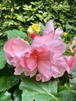 Diese Farbe….diese Groesse…. &ndash; &copy; Elisabeth Fox-Maerki (Eberhardt TRAVEL)