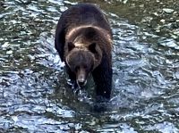 Ich bin der Grizzly &ndash; &copy; Elisabeth Fox-Maerki (Eberhardt TRAVEL)