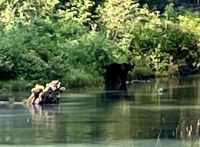 Der Baer im See &ndash; &copy; Elisabeth Fox-Maerki (Eberhardt TRAVEL)