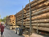 Holz, Holz, Holz &ndash; &copy; Elisabeth Fox-Maerki (Eberhardt TRAVEL)