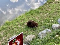 4. Reisetag – Von Québec nach Ottawa – Fahrt durch den Omega-Wildpark – Biber &ndash; &copy; Andreas Wolfsteller (Eberhardt TRAVEL)