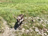 4. Reisetag – Von Québec nach Ottawa – Fahrt durch den Omega-Wildpark – Caribou &ndash; &copy; Andreas Wolfsteller (Eberhardt TRAVEL)