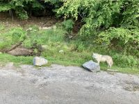 4. Reisetag – Von Québec nach Ottawa – Fahrt durch den Omega-Wildpark – Polarwolf &ndash; &copy; Andreas Wolfsteller (Eberhardt TRAVEL)