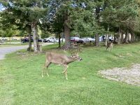 4. Reisetag – Von Québec nach Ottawa – Fahrt durch den Omega-Wildpark – Hirsche &ndash; &copy; Andreas Wolfsteller (Eberhardt TRAVEL)