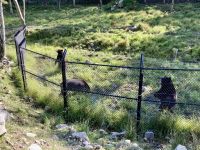 4. Reisetag – Von Québec nach Ottawa – Fahrt durch den Omega-Wildpark – Zimtbären &ndash; &copy; Andreas Wolfsteller (Eberhardt TRAVEL)