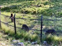 4. Reisetag – Von Québec nach Ottawa – Fahrt durch den Omega-Wildpark – Zimtbären &ndash; &copy; Andreas Wolfsteller (Eberhardt TRAVEL)