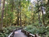 14. Reisetag – Von Whistler nach Tofino – Spaziergang durch den Cathedral Cove im MacMillan Provincial Park &ndash; &copy; Andreas Wolfsteller (Eberhardt TRAVEL)