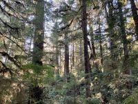 15. Reisetag – Tofino & Pacific Rim National Park – Spaziergang durch den Regenwald &ndash; &copy; Andreas Wolfsteller (Eberhardt TRAVEL)