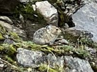 Ein Pika  &ndash; &copy; Elisabeth Fox-Maerki (Eberhardt TRAVEL)