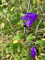 Herbstgloeckchen ? &ndash; &copy; Elisabeth Fox-Maerki (Eberhardt TRAVEL)