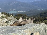2 Murmeli &ndash; &copy; Elisabeth Fox-Maerki (Eberhardt TRAVEL)