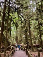 Cathedral Grove &ndash; &copy; Elisabeth Fox-Maerki (Eberhardt TRAVEL)