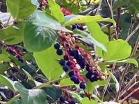 Salal Beeren &ndash; &copy; Elisabeth Fox-Maerki (Eberhardt TRAVEL)