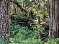 Urwald &ndash; &copy; Elisabeth Fox-Maerki (Eberhardt TRAVEL)