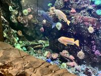 Das Aquarium im YVR  &ndash; &copy; Elisabeth Fox-Maerki (Eberhardt TRAVEL)