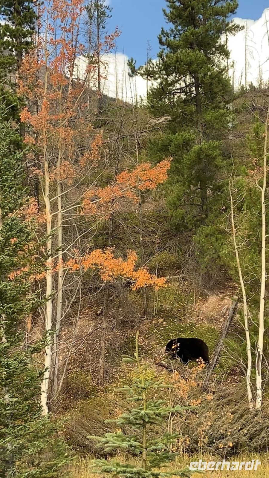 Ist das wirklich ein Bär? .jpeg &ndash; &copy; Birgit Kirchner (Eberhardt TRAVEL)