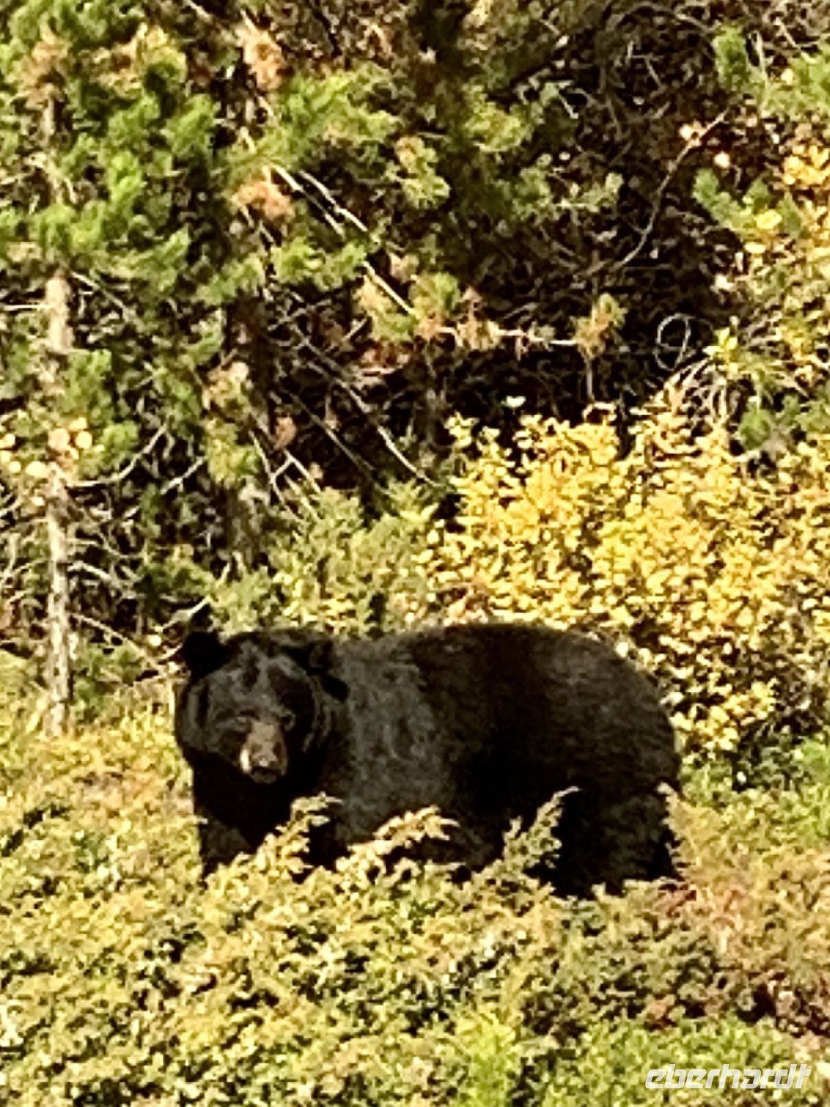 Begeisterung - ein Bär.jpeg &ndash; &copy; Birgit Kirchner (Eberhardt TRAVEL)