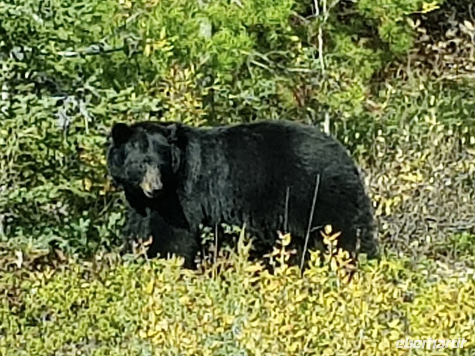 da staunt der Bär - und wir! .jpeg &ndash; &copy; Birgit Kirchner (Eberhardt TRAVEL)