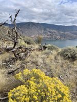 Kamloop Lake.jpeg &ndash; &copy; Birgit Kirchner (Eberhardt TRAVEL)