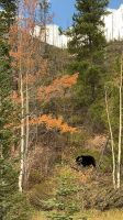 Ist das wirklich ein Bär? .jpeg &ndash; &copy; Birgit Kirchner (Eberhardt TRAVEL)