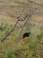 Bär gesehen! .jpeg &ndash; &copy; Birgit Kirchner (Eberhardt TRAVEL)