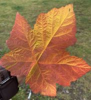 welch eine Farbe ! .jpeg &ndash; &copy; Birgit Kirchner (Eberhardt TRAVEL)