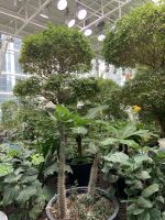 Devonian Gardens.JPG &ndash; &copy; Birgit Kirchner (Eberhardt TRAVEL)