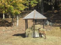 Parc Omega  - da gibt was zu futtern  &ndash; &copy; Marieta Beck (Eberhardt TRAVEL)
