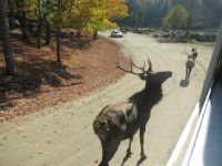 Parc Omega - Karibu  &ndash; &copy; Marieta Beck (Eberhardt TRAVEL)