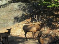 Parc Omega - HIrsch &ndash; &copy; Marieta Beck (Eberhardt TRAVEL)