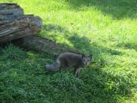 Parc Omega - Grauer Fuchs? &ndash; &copy; Marieta Beck (Eberhardt TRAVEL)