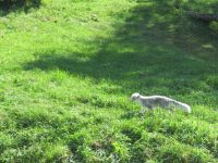 Parc Omega - Polarfuchs &ndash; &copy; Marieta Beck (Eberhardt TRAVEL)