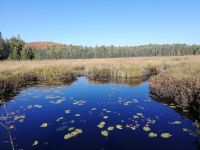 Spruce Bog Walking - Natur Pur &ndash; &copy; Marieta Beck (Eberhardt TRAVEL)