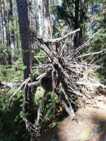 Algonquin Park - die Werke der Natur &ndash; &copy; Marieta Beck (Eberhardt TRAVEL)