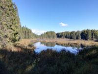Spruce Bog Boardwalk &ndash; &copy; Marieta Beck (Eberhardt TRAVEL)