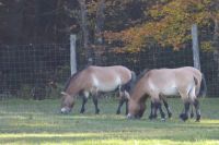 Omega Park Wildgehege &ndash; &copy; Georg Berger (Eberhardt TRAVEL)