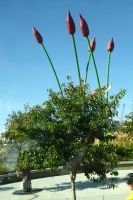 Butchards Garden &ndash; &copy; Georg Berger (Eberhardt TRAVEL)