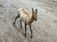 Im Omega Tierpark &ndash; &copy; Elisabeth Fox-Maerki (Eberhardt TRAVEL)