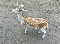 Spotted dear &ndash; &copy; Elisabeth Fox-Maerki (Eberhardt TRAVEL)